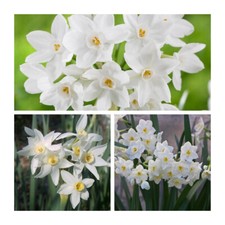 Narcissus Paperwhites x 30
