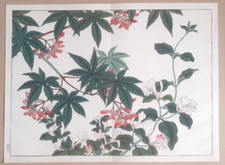 SAKAI HOITSU MOMIJI MAPLE