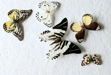 Butterfly Collection Set x5 (A2) Ideal For Artwork Or Photography *Read in Info*