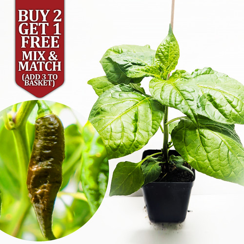 Chocolate ghost bhut jolokia - chocolate,