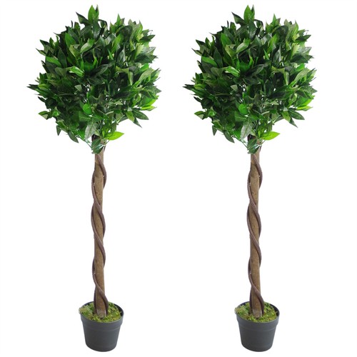 Topiary bay laurel pair - topiary, green