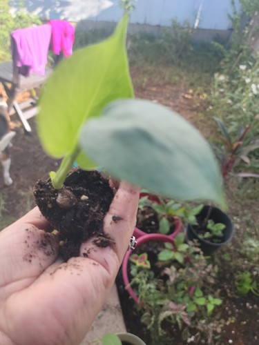 Monstera deliciosa swiss - deliciosa,