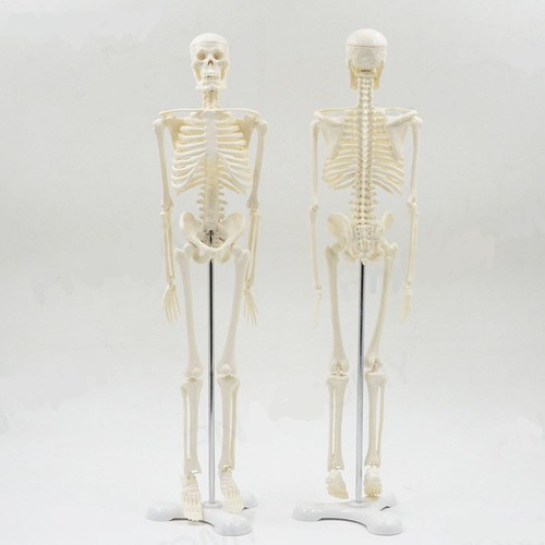 Human anatomical skeleton - anatomical,