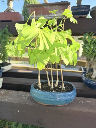 Ginkgo bonsai forest - ginkgo,