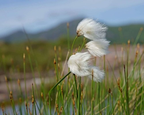 Cotton grass - 30, x