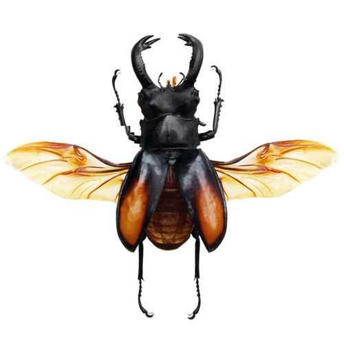 Hexarthrius paradoxus stag