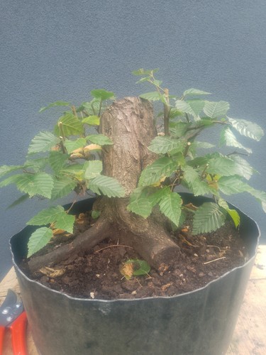 Hornbeam bonsai tree yamadori - hornbeam,