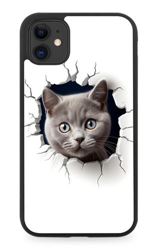 Grey british shorthair cat - shorthair,