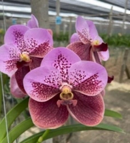Rare vanda sanderiana orchid - rare,