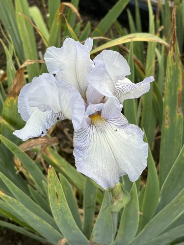 Bearded iris germanica - bearded,