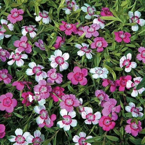 Dianthus deltoides - dianthus,