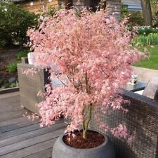 Acer Tree Palmatum New Rare Taylor PBR Japanese Maple 3L Pot Plants to your door