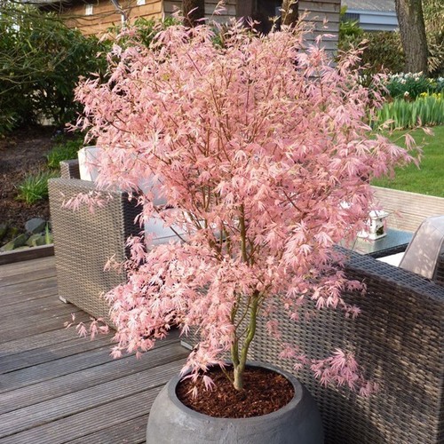 Acer tree palmatum new - palmatum, rare