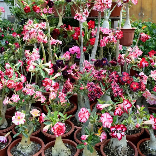 Seeds mixed adenium obesum - mixed,