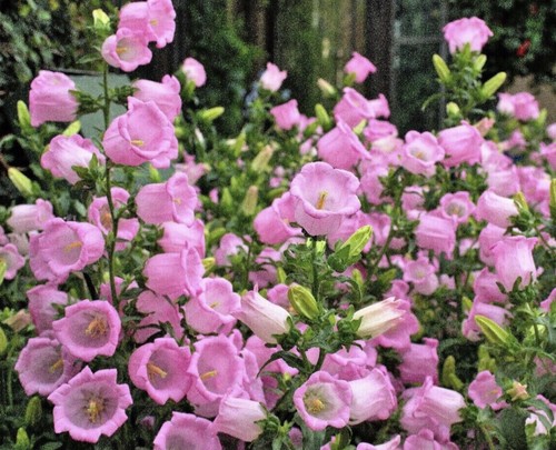 200 seeds pink canterbury - seeds,