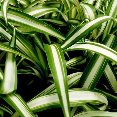 Variegated spider plants - variegated,
