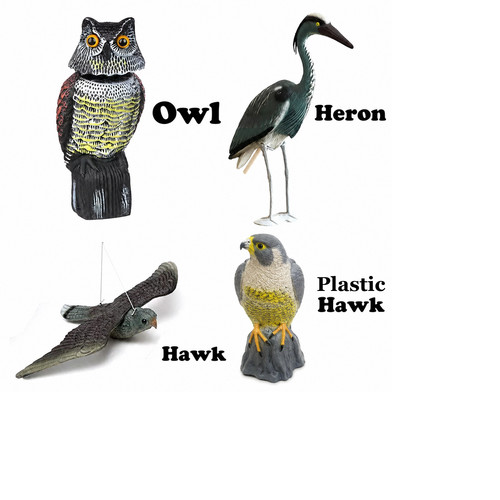 Hawk owl heron - owl, bird