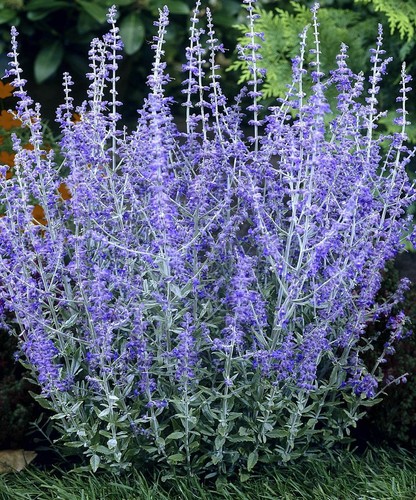 Perennial plant perovskia blue - plant,