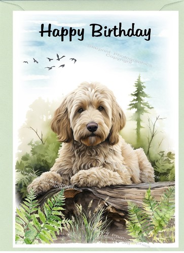 Labradoodle doodle dog - /,