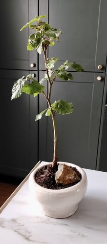 Green beech tree starter - beech,