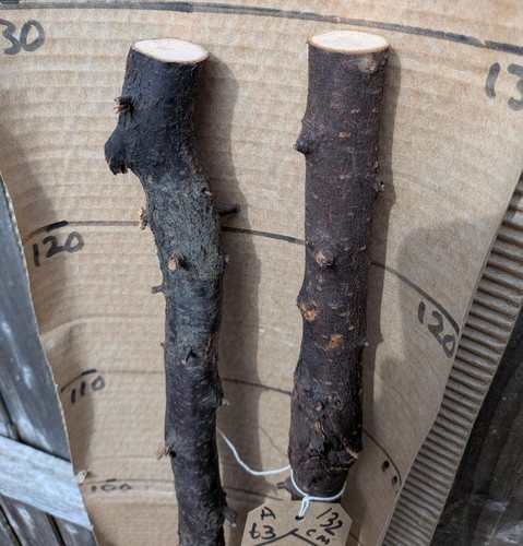 Blackthorn walking stick shank - blackthorn,