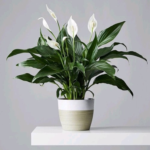 Live peace lily plant - lily,