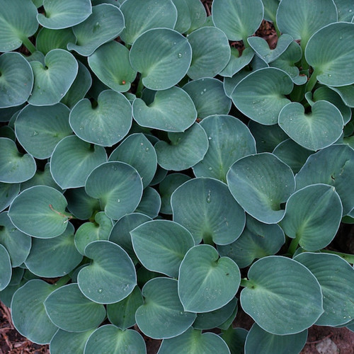 Hosta blue mouse - 'blue,