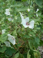 50 SEEDS ORGANIC NORFOLK