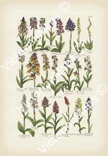 Antique botanical print