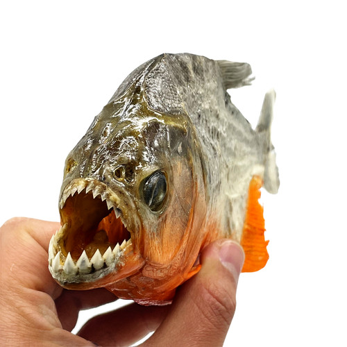 Real taxidermy red - real, bellied