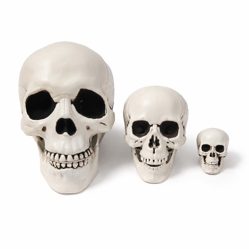 Human skull replica resin - skull,