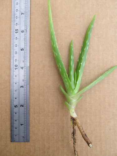 Baby aloe vera - x,