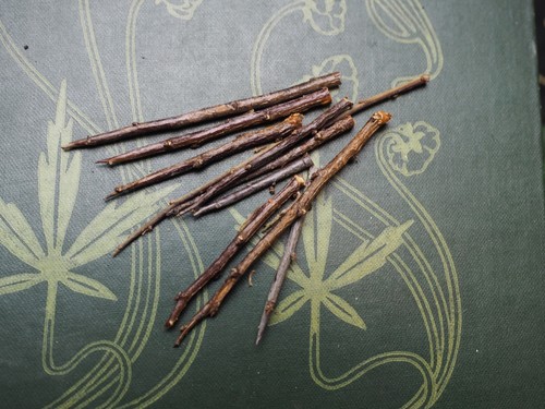 English blackthorn thorns - 10,