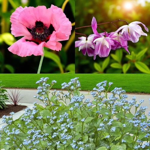 Poppy raspberry queen - poppy,