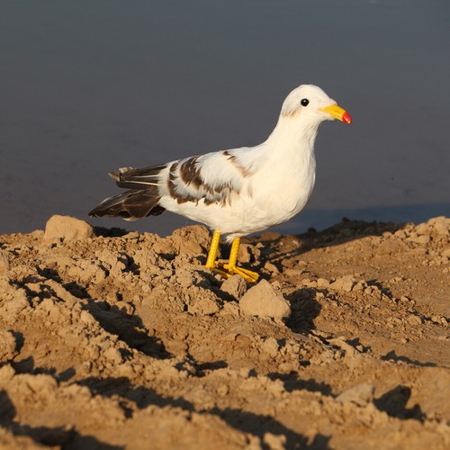 Artificial seagull bird - seagull,