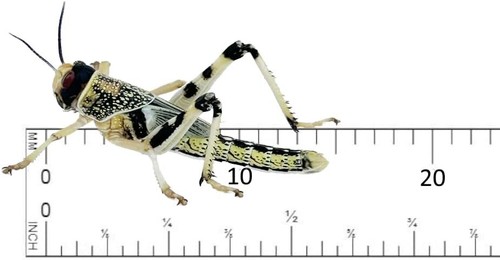 Live locusts - live,