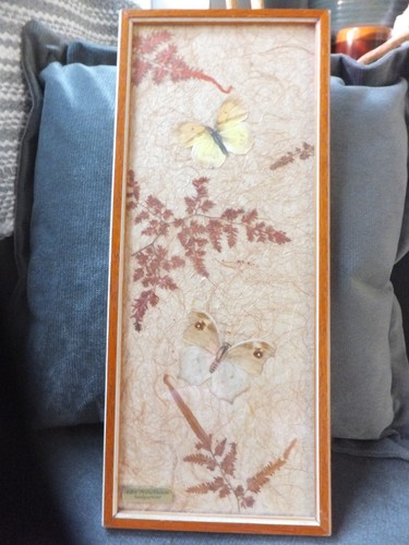Vintage taxidermy butterfly - vintage,