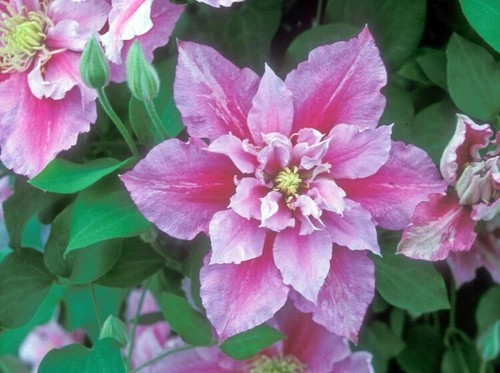 Clematis piilu 8cm - , in