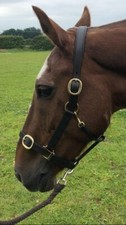 KHS Premium Leather Headcollar with buckled noseband