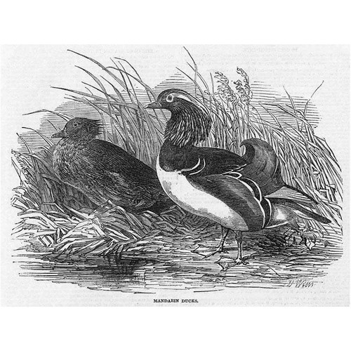 Birds mandarin ducks antique - mandarin,