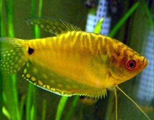 Gold gourami head to - gold, 2.5"