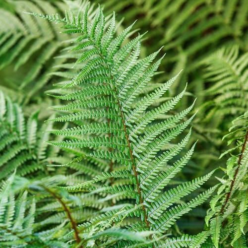 Dryopteris affinis scaly - dryopteris,