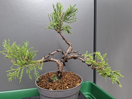 Juniper bonsai tree part - juniper,