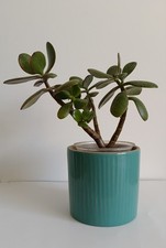 Crassula ovata money - crassula,
