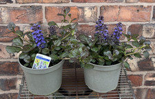 Large ajuga black scallop - ajuga,