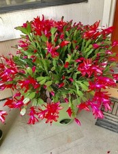 Bright red Christmas Cactus rooted cutting, currently BLOOMING