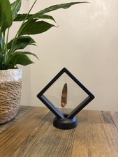 Spinosaurus Dinosaur Tooth