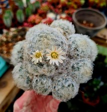 Mammillaria Plumosa | The Feather Cactus 