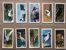 A Complete Set of Brooke Bond Tea Cards British Birds Cream Back