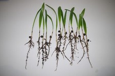 20 Trachycarpus Fortunei hardy